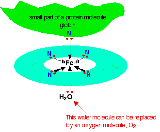 haemoglobin.gif