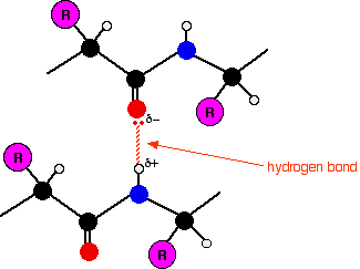 How do hydrogen bonds form?