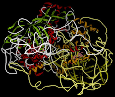 Are enzymes proteins?