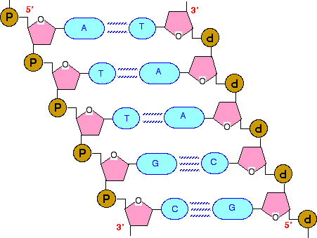 Carbon That Has Phosphate Group Attached In Rna And Dna