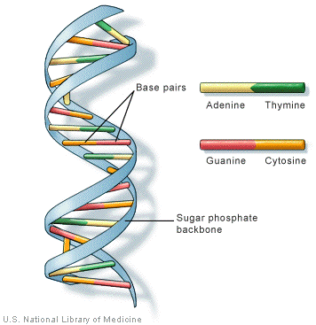 Watson and Crick's double helix model for the structure of DNA