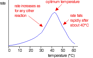 Enzyme Rate Graph