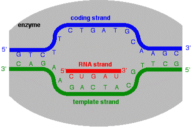 What is a noncoding strand?