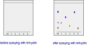 paper chromatography of amino acids lab report