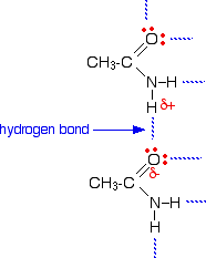 amides hydrogen amide bond bonds form lone properties background chemistry water two group solubility pairs pair chemwiki formed chemguide physical