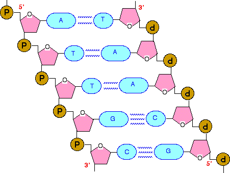 Dna Structure