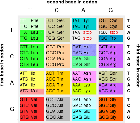 Amino Acid Nucleotide Chart