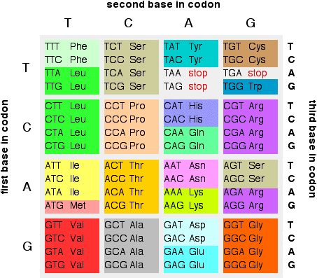 Dna And Rna Codon Chart