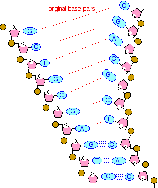 dna replication diagram worksheet