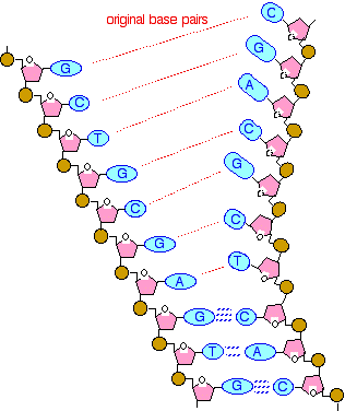 Dna Replication Chart