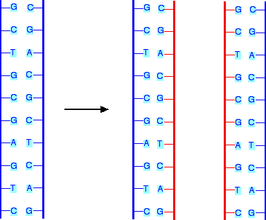 Dna Replication Chart