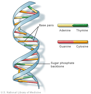 DNA structure