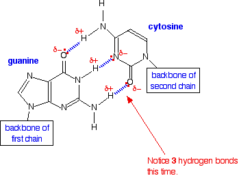 Dna Structure