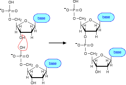 Dna Structure