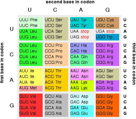 Protein Codon Chart