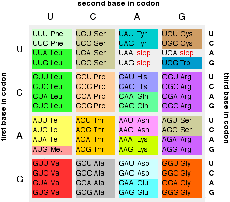 Dna To Mrna Translation Chart